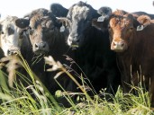 Unique Stampede program gives youth hands-on experience raising cattle