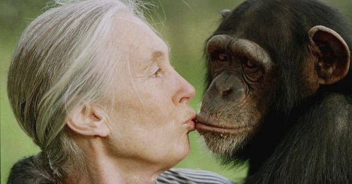 Tributes for legendary activist Jane Goodall as she dies at 91
