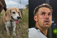¿Cuánto es la recompensa por encontrar a Halo? Esto ofrece Aaron Ramsey a quien regrese a su beagle