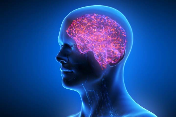 Tu cerebro decide qué comer antes de que tú lo sepas, según nuevo estudio