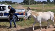 La Policía incautó animales sueltos en la vía pública