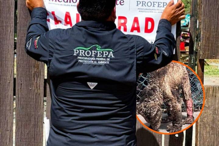 Profepa clausura Zoológico ‘La Pastora’ de Nuevo León por descuidos de la osa ‘Mina’