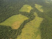 La Amazonía perdió 1.198 hectáreas de bosque en segundo trimestre de 2025: fenómeno se redujo 16%