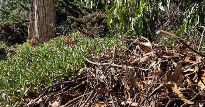Local communities will receive free vegetation chipping this week