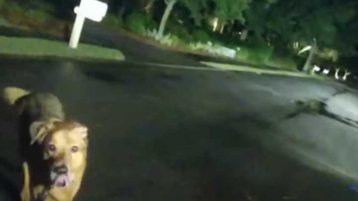 Deputies share video of dog as they rescue its ‘grandmother’