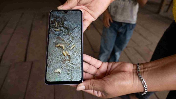 México Activará Plantas que No se Han Usado en el Mundo contra Gusano Barrenador