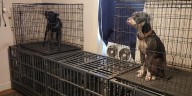 Wayne County shelter takes in 17 dogs ‘in desperate need of our help’