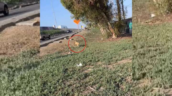 Dog Waits Beside California Freeway Ramp For Days Until Help Finally Arrives