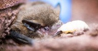 Bat survives being flushed down toilet