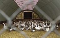 Un brote de gripe aviar obliga a sacrificar unos 150.000 animales en Alemania