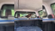 Pennsylvania Kayaker Stunned To Find Massive Animal Waiting Inside His Truck After A Trip