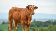 La carne en España se encarece un 12% y se acerca a precios de récord histórico