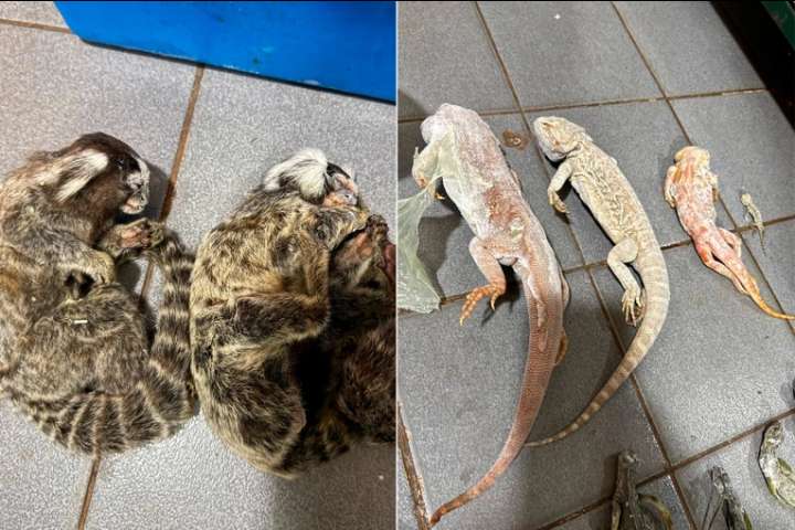 Hallaron tortugas, yacarés y monos congelados y rescataron otros 114 animales en cautiverio