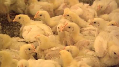 Flocks of birds in 3 NC counties test positive for bird flu, NCDA&CS says