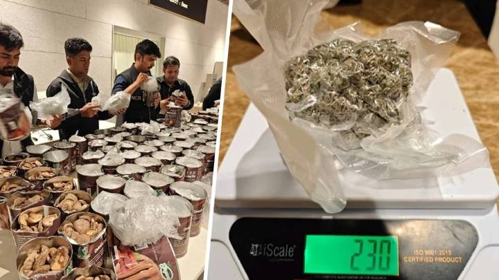 NCB Seizes Rs 50 Crore Worth Of Hydro Ganja And Psilocybin Mushrooms India News