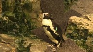 Beloved African penguin ‘Lambert’ gets updated habitat at New England Aquarium