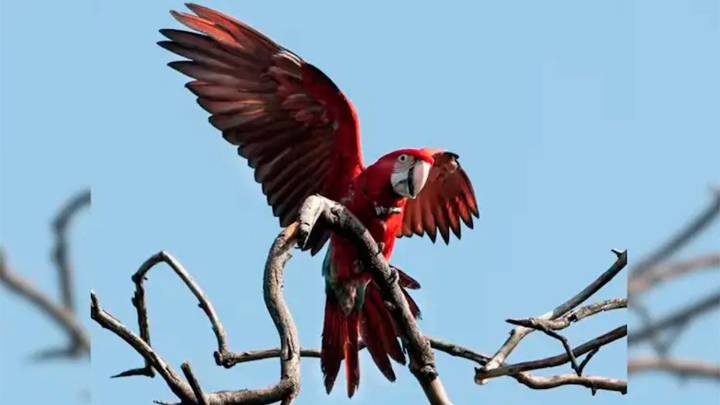 Indignación en Corrientes: mataron con una gomera a “charrúa”, un guacamayo…