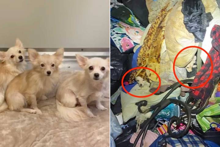 11 Dogs and 2 Cats Rescued from Hoarding Conditions in Abandoned Apartment