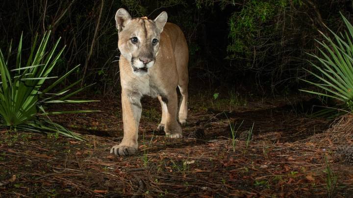 A proven way to protect more Florida panthers