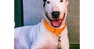 Prosecutors drop criminal charges against Florida man who abandoned dog during Hurricane Milton