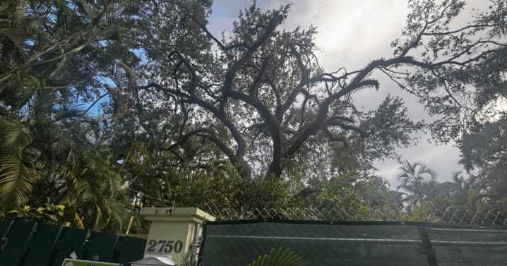 Miami far short of tree canopy goal