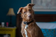 N.Y. dog ownership costs are among highest in U.S., study shows
