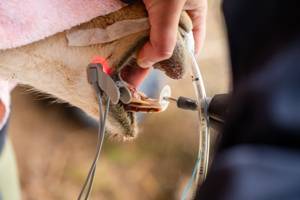 Vicuña gets teeth trimmed to prevent dental emergency