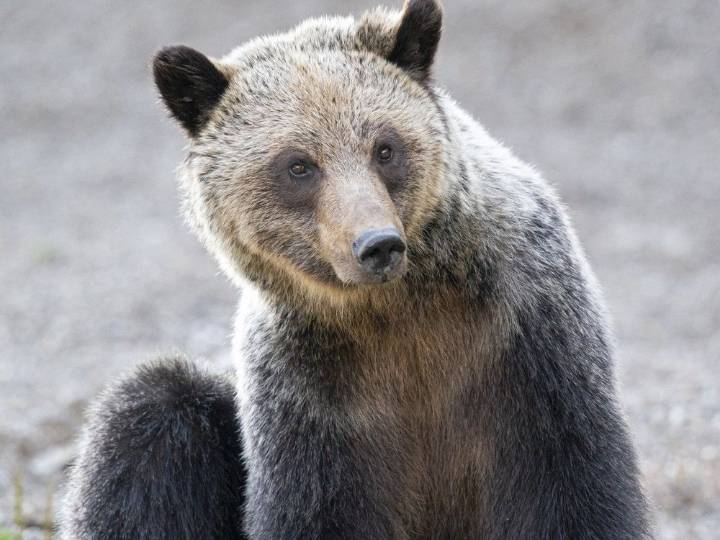 First grizzly bear killed under new provincial program