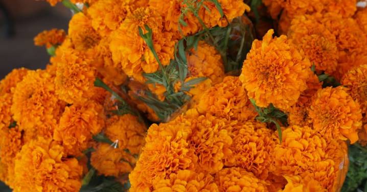 Menor presencia de venta informal de flores en Día de Muertos: Canaco