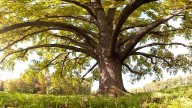 Bernheim Forest joins nationwide network to protect threatened oak trees