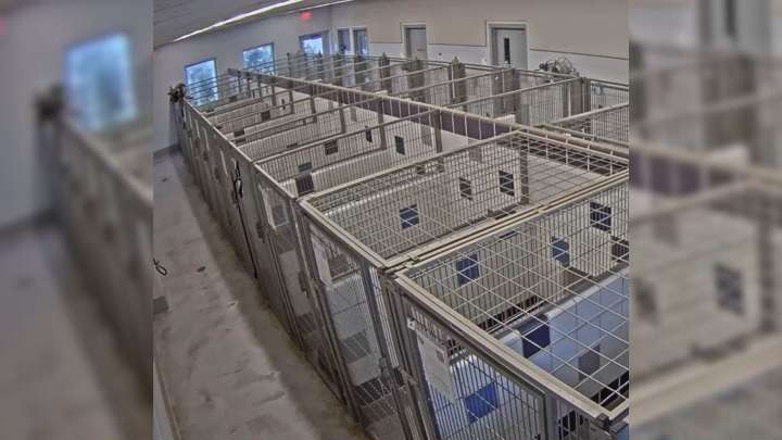Texas Shelter Dog Climbs Six-Foot Kennel To Make Her Great Escape