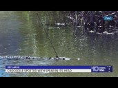 FWC investigating after finding crocodile with spear in the back of its head