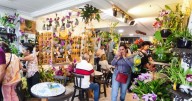 Orquídeas en la Plazuela: una exposición para celebrar y cuidar las orquídeas de Santander
