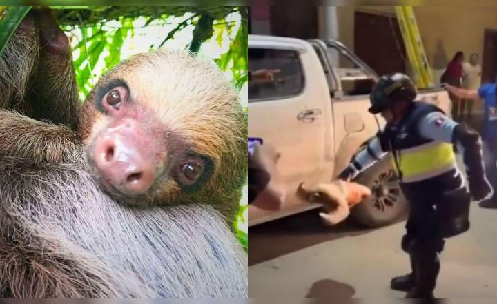 Lanzan a oso perezoso desde siete metros: fiscalía inicia investigación por maltrato animal en San Martín