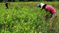 El Ejército de Ecuador destruye 10.000 plantas de coca en la frontera con Colombia