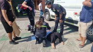 Mujer atropellada al intentar cruzar la avenida Los Tules