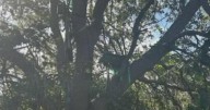 FBI investigating after hunting stand found near Florida airport used by President Trump