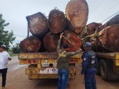 Confiscan productos forestales por violar Ley Orgánica del Ambiente