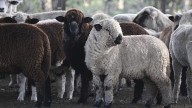La carne ovina argentina gana terreno en Europa y vuelve a ingresar a Chile: las cifras
