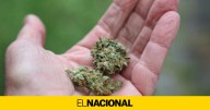 Luz verde al consumo de cannabis medicinal: uso restringido y bajo control hospitalario