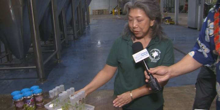 ‘Sip for Seedlings’ event supports conservation of Hawaii’s rarest native plants