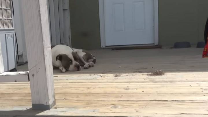 Disabled Dog Collapses On A California Porch And Finds Compassion Waiting