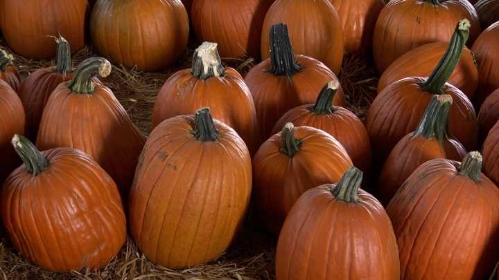 Where to compost your pumpkins after Halloween