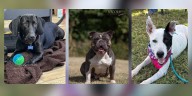 Henderson Humane Society announces reduced adoption fees for limited time