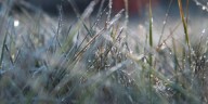 Mid-Michigan’s First Freeze Warning of the season is in effect