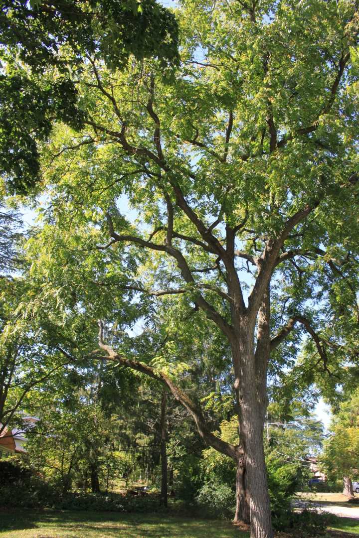 Outdoors column: Black walnuts make squirrels happ