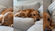 South Carolina Dog’s Unexpected Store Grab Turns Into A Viral Moment
