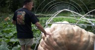 How to grow a giant pumpkin, with help from science