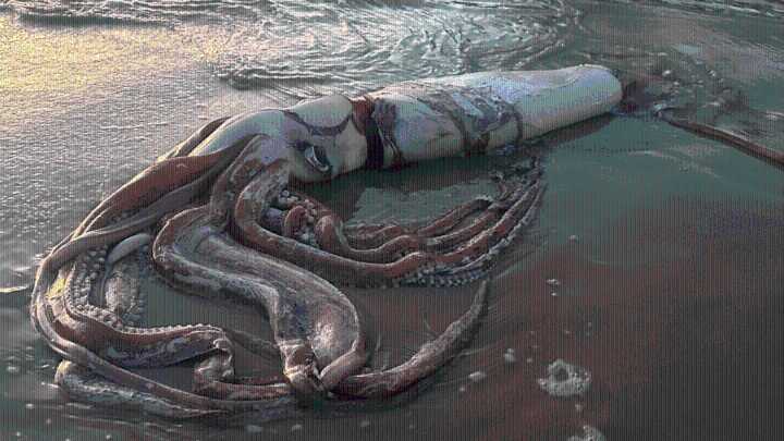 Pescadores de Manzanillo Encuentran Calamar de Más de 5 kg Varado en la Playa +VIDEO