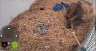 Venderá Invictus ositos de peluche para recaudar fondos para Mina